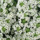 Alyssum (Lobularia Maritima) Easter Bonnet "White" - во саксија Ø10
