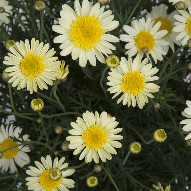 Argyranthemum Daisy Crazy "Sole Mio Imp" - во саксија Ø13