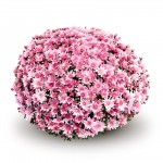 Хризантема "Arluno Pink" - во саксија Ø17