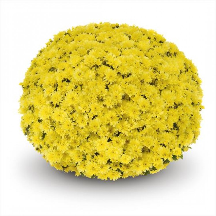 Хризантема "Arluno Yellow" - во саксија Ø17
