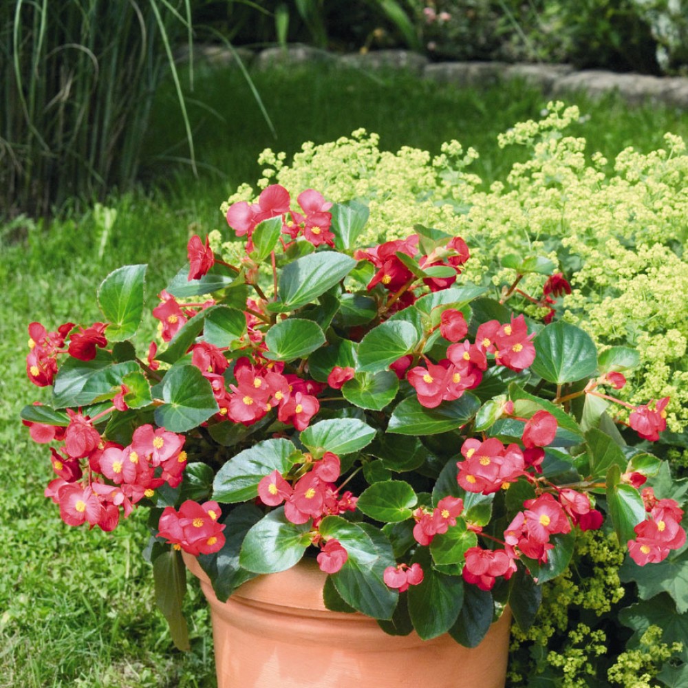 Begonia Dragon Foglia Verde E Fiore Bianco – 2 Piante Vere In Vaso 14 Cm – Altezza 30-40 Cm – Fioritura Marzo-settembre – Ideali Per Interni Ed Esterni