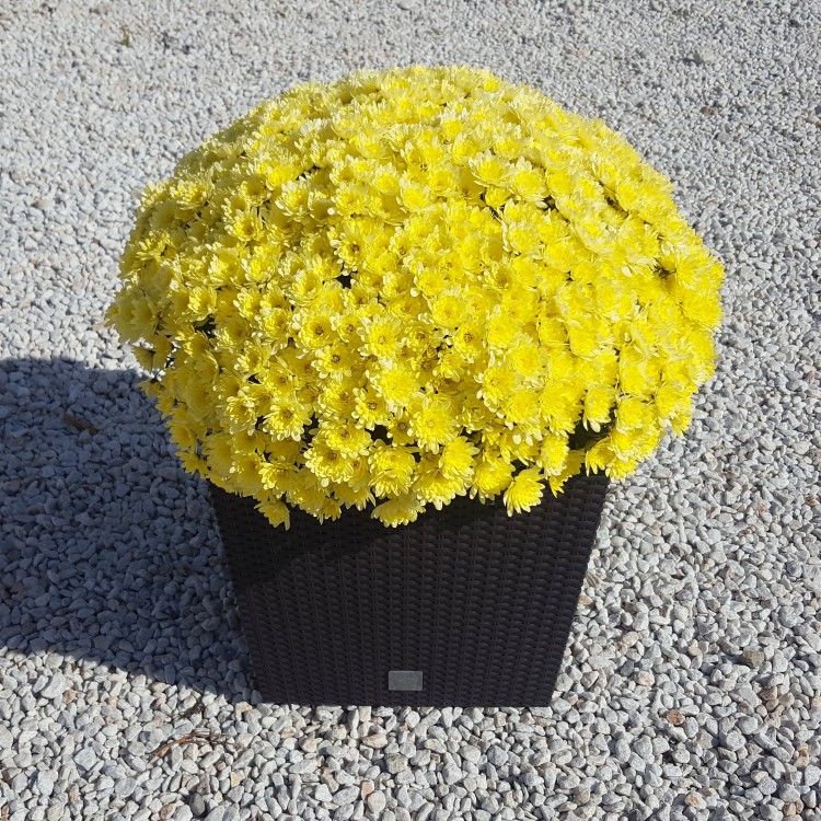 Chrysanthemum Multiflora