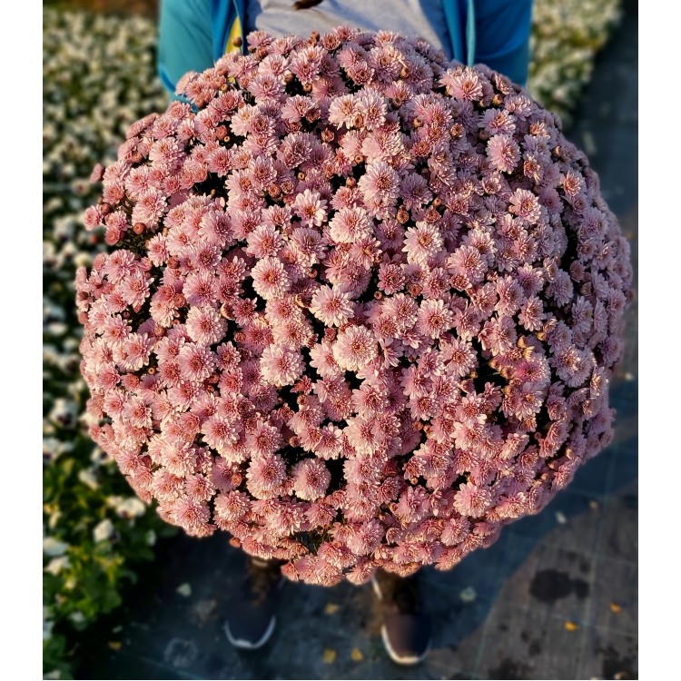 Chrysanthemum Multiflora