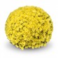 Хризантема "Lesconil Yellow" - во саксија Ø17