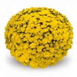 Хризантема "Murano Yellow" - во саксија Ø17
