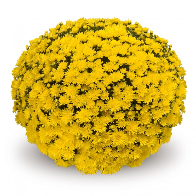 Хризантема "Murano Yellow" - во саксија Ø19