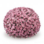 Хризантема "Sicardo Pink" - во саксија Ø17