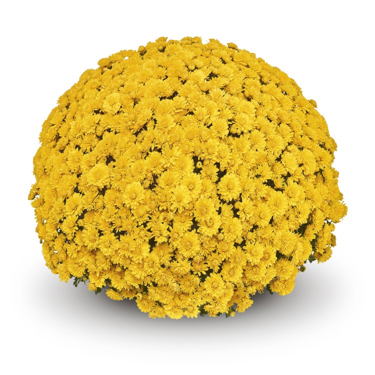 Хризантема "Tanoki Yellow" - во саксија Ø17