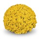 Хризантема "Tanoki Yellow" - во саксија Ø19