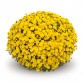 Хризантема "Veritas Yellow" - во саксија Ø17