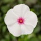 Vinca (Catharanthus Roseus) Cora Cascade "Polka Dot" - во саксија Ø18