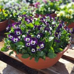 Viola Cornuta (Љубичица со исправен раст и мал цвет)