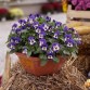 Viola Cornuta (Љубичица со исправен раст и мал цвет)