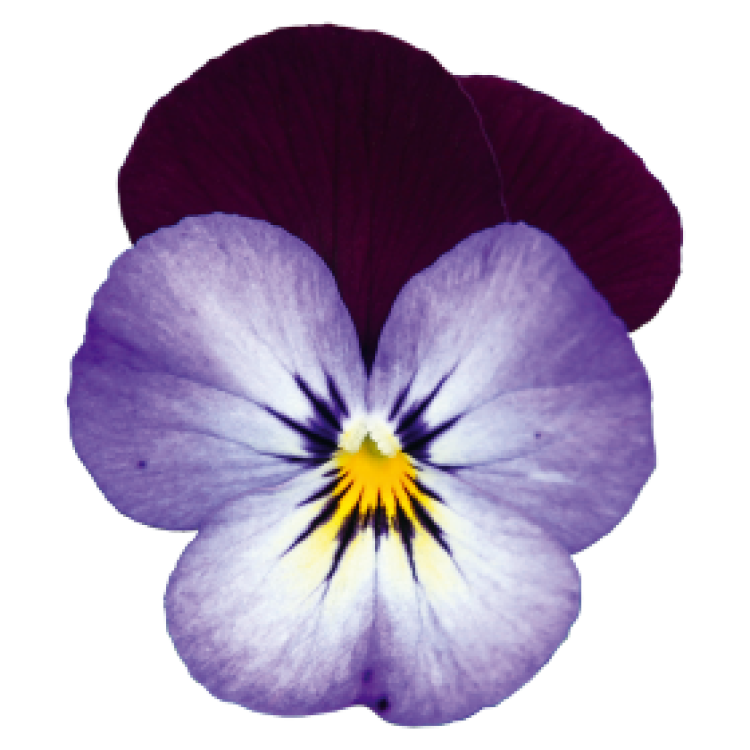 Viola Cornuta Admire "Neon Purple Wing" - во саксија Ø9/Ø10