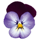 Viola Cornuta Admire "Neon Purple Wing" - во саксија Ø9/Ø10