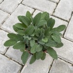Salvia Officinalis (Жалфија)